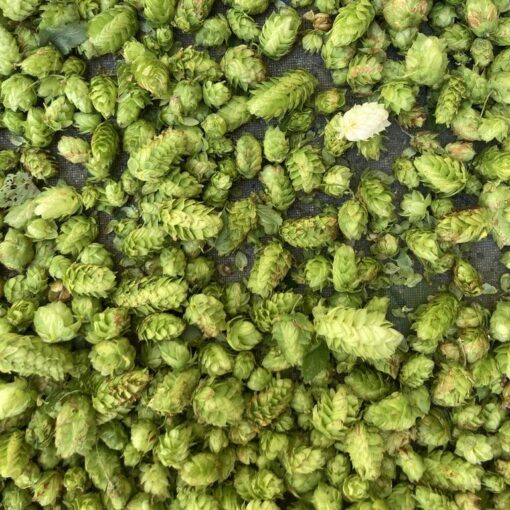Hops