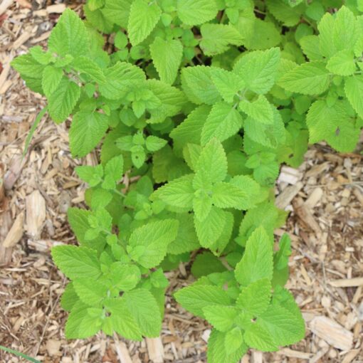 Lemon Balm