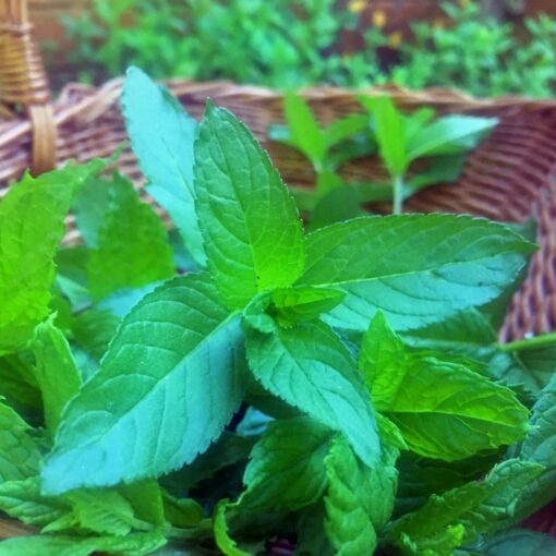 Peppermint