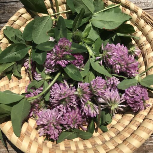 Red Clover