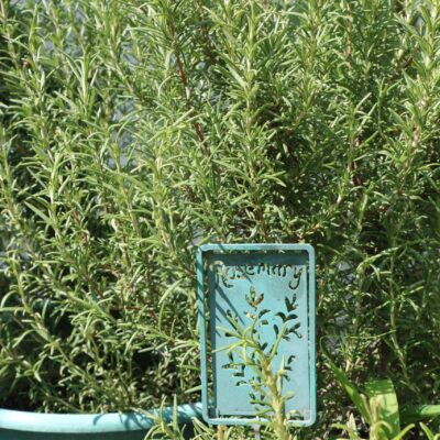 Rosemary