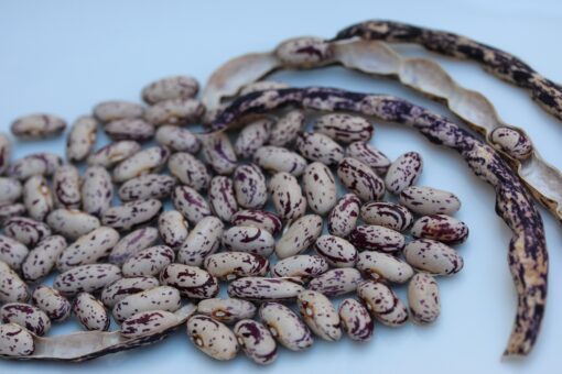 Emelia's Italian Bean
