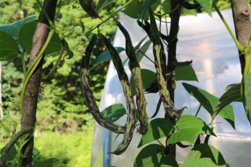 Emelia's Italian Bean - Image 2