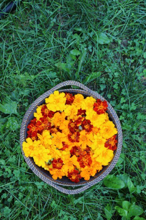 Marigold - Image 3