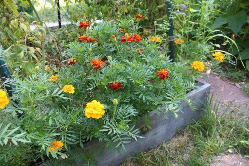 Marigold