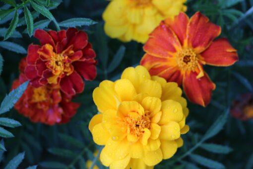 Marigold - Image 2