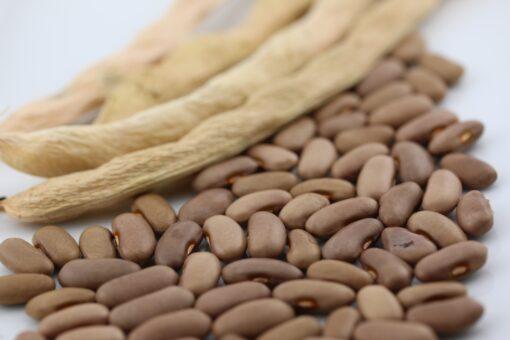 Harsens Island Bean