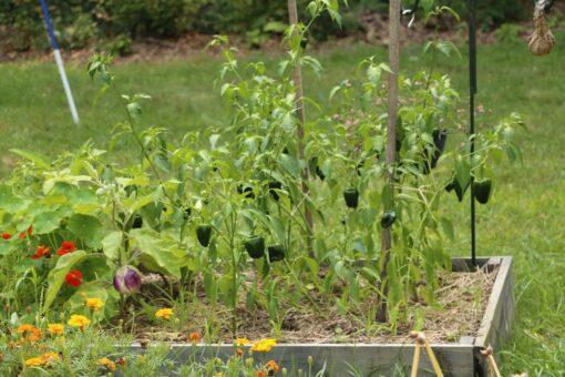 Poblano - Image 3
