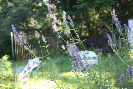 Anise Hyssop
