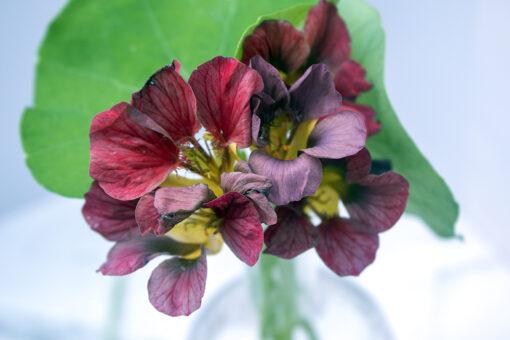 Purple Emperor Trailing Nasturtium