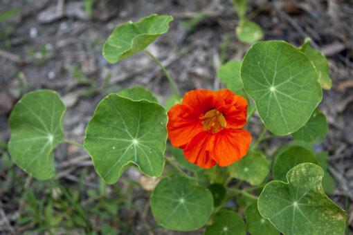 Nasturtium - Image 3