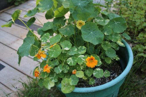 Nasturtium