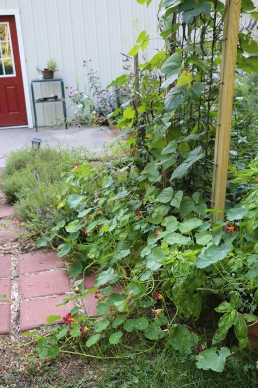 Purple Emperor Trailing Nasturtium - Image 2