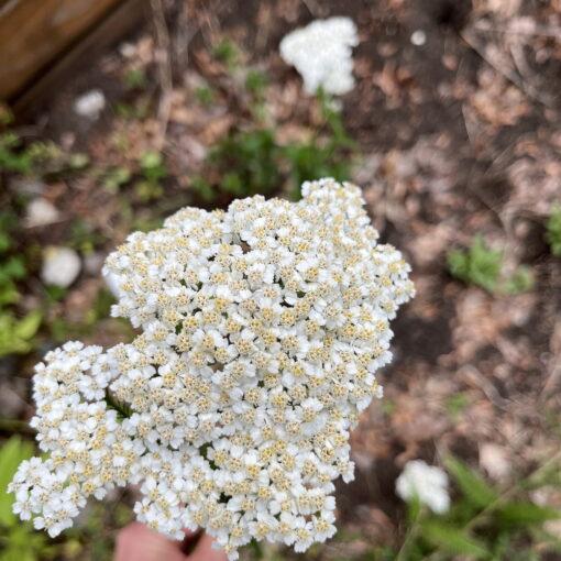 Yarrow