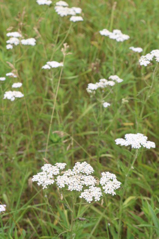 Yarrow - Image 2
