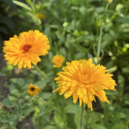 Calendula Salve