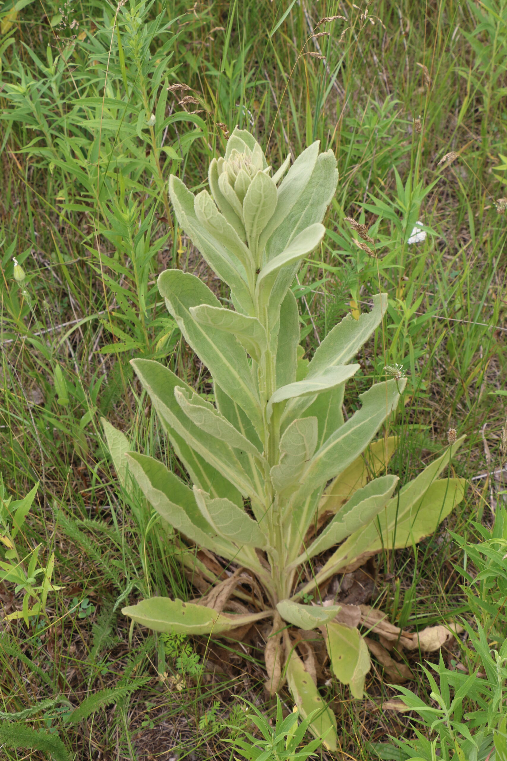 Mullein Leaves - Image 2