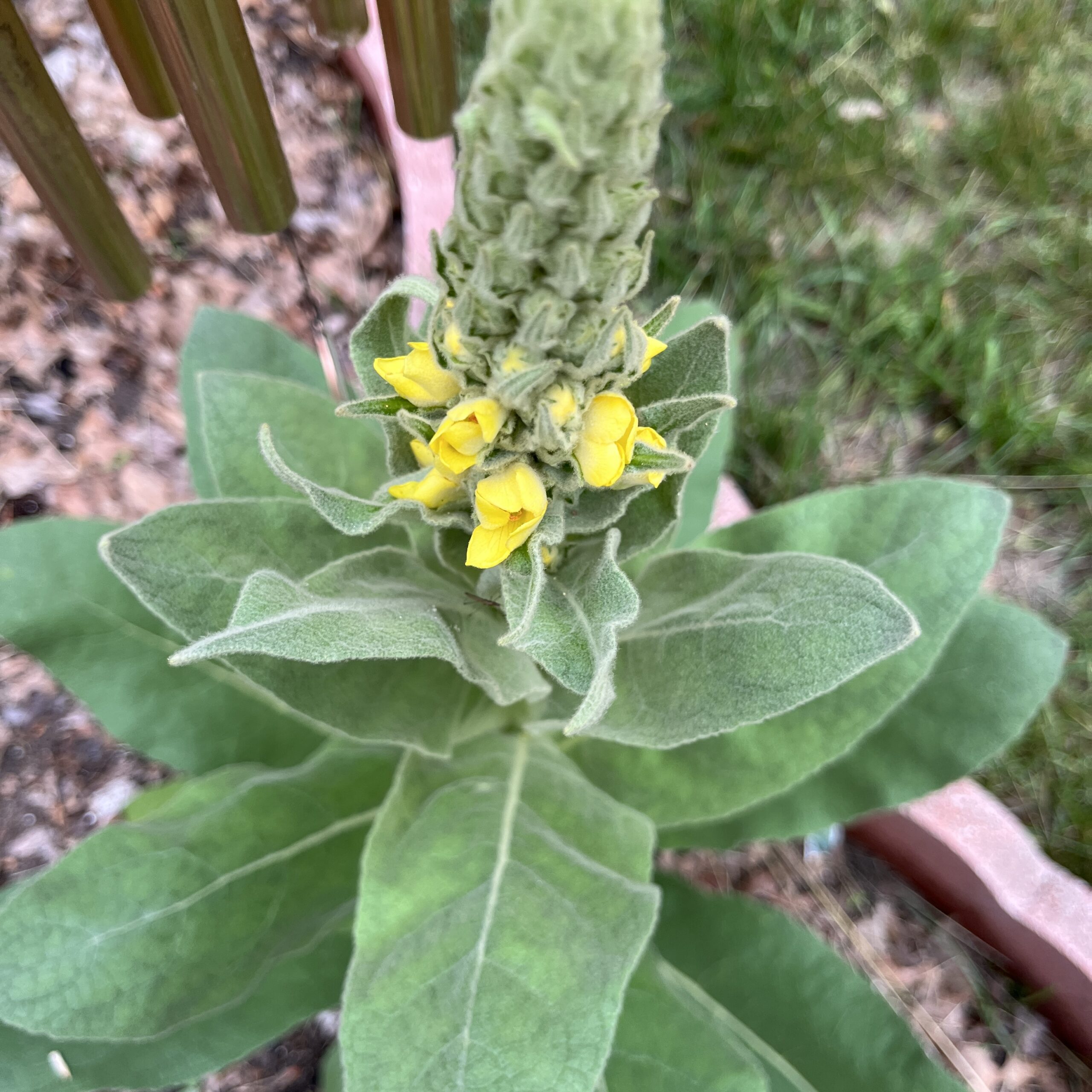 Mullein Leaves
