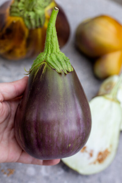 Black Beauty Eggplant
