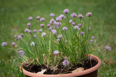 Chives