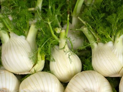 Florence Fennel