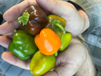 Mini Bell Pepper Mix