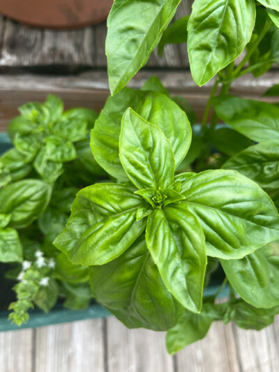 Genovese Basil
