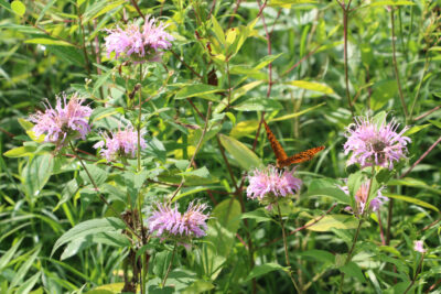 Monarda
