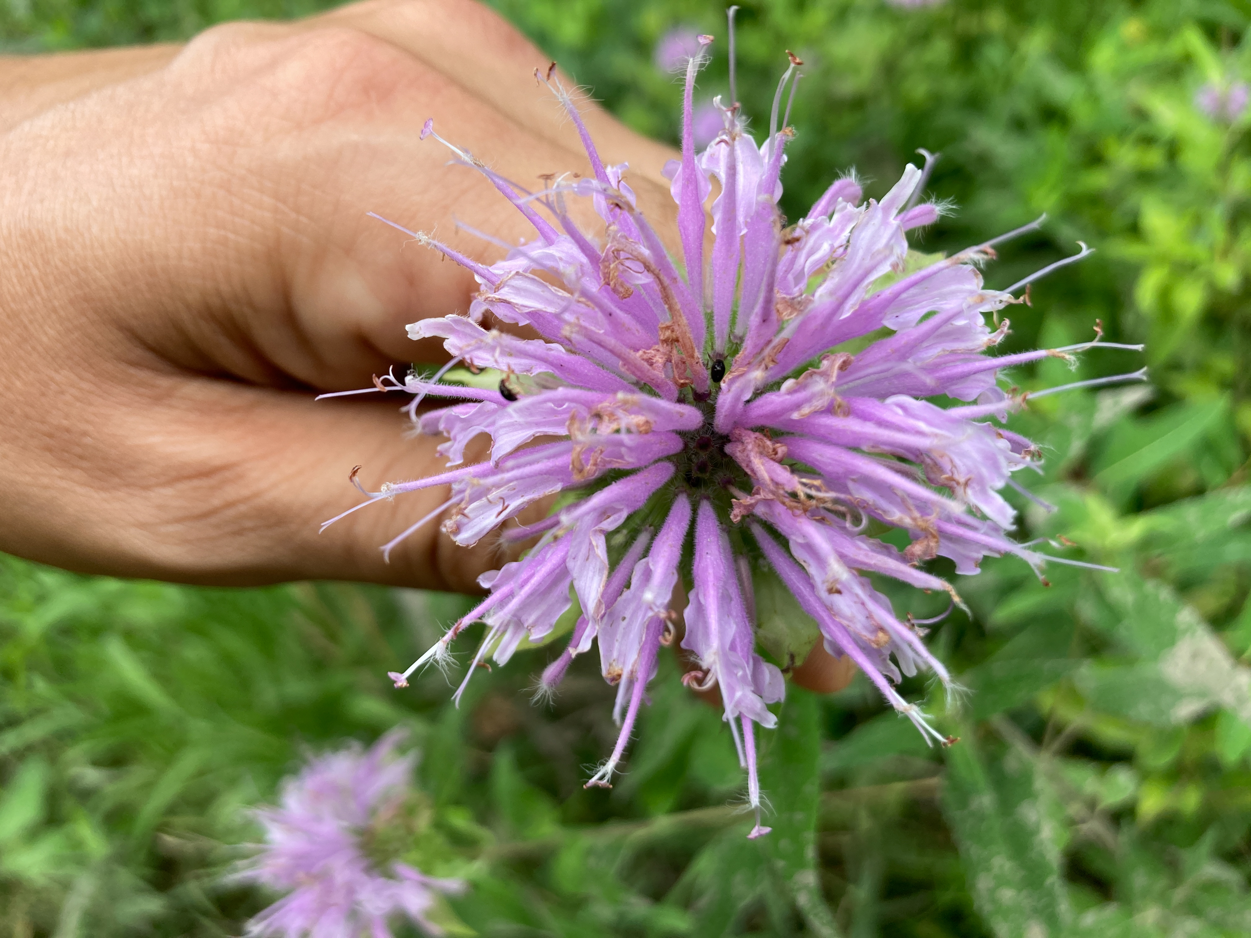 Monarda - Image 2