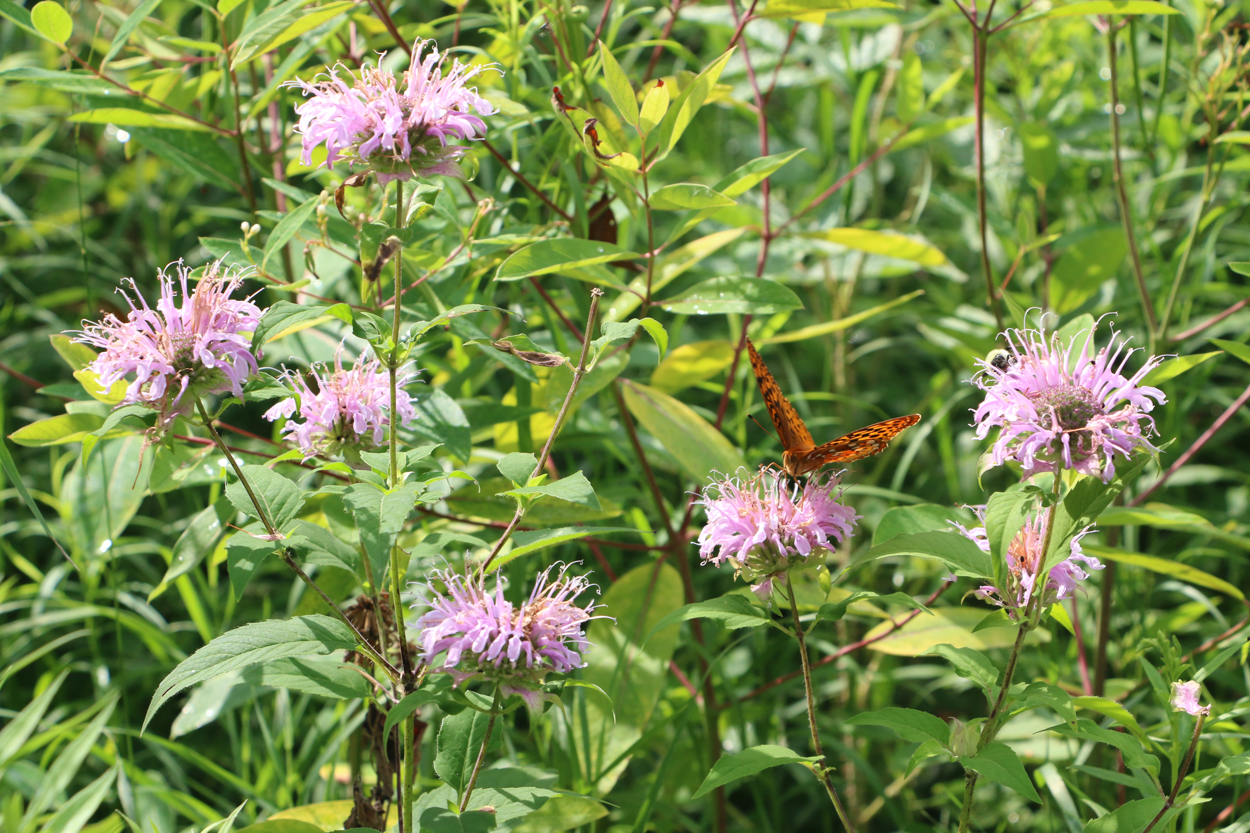 Monarda