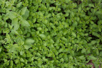 Oregano