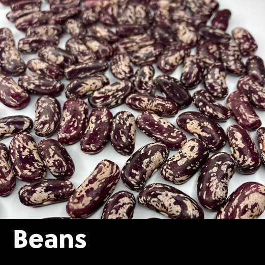 seedcatagory_250x250_2026 Bean Seeds