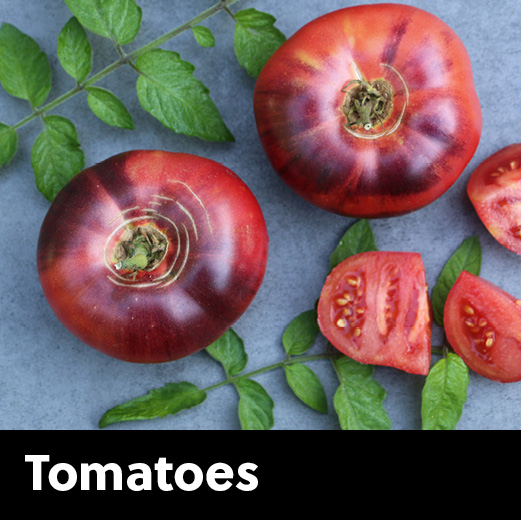 seedcatagory_250x250_202610 tomato seeds