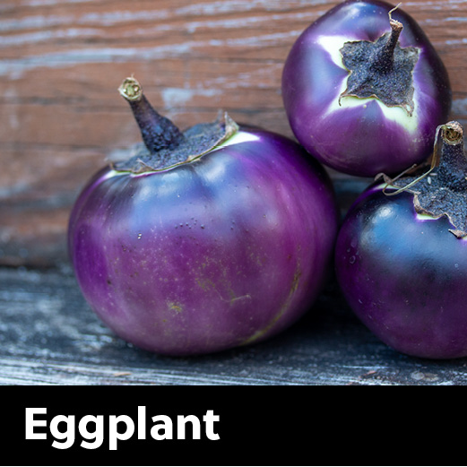seedcatagory_250x250_20263 eggplant seeds