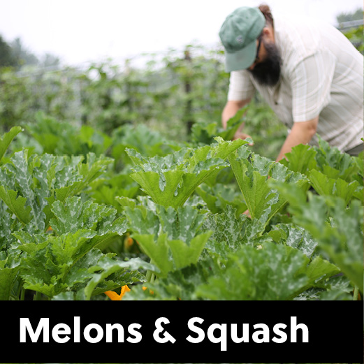 seedcatagory_250x250_20266 melons and squash seeds