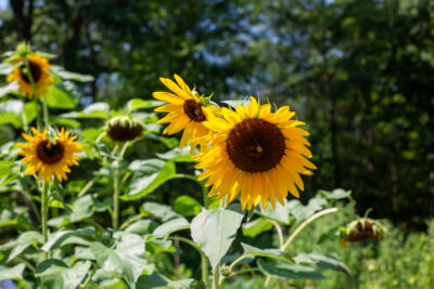Sunflower Mix