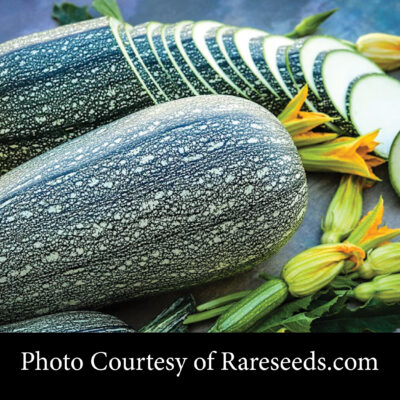 Grey Striped Zucchini