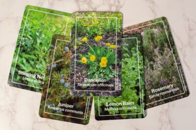 Herb Trading Cards {5 card set}